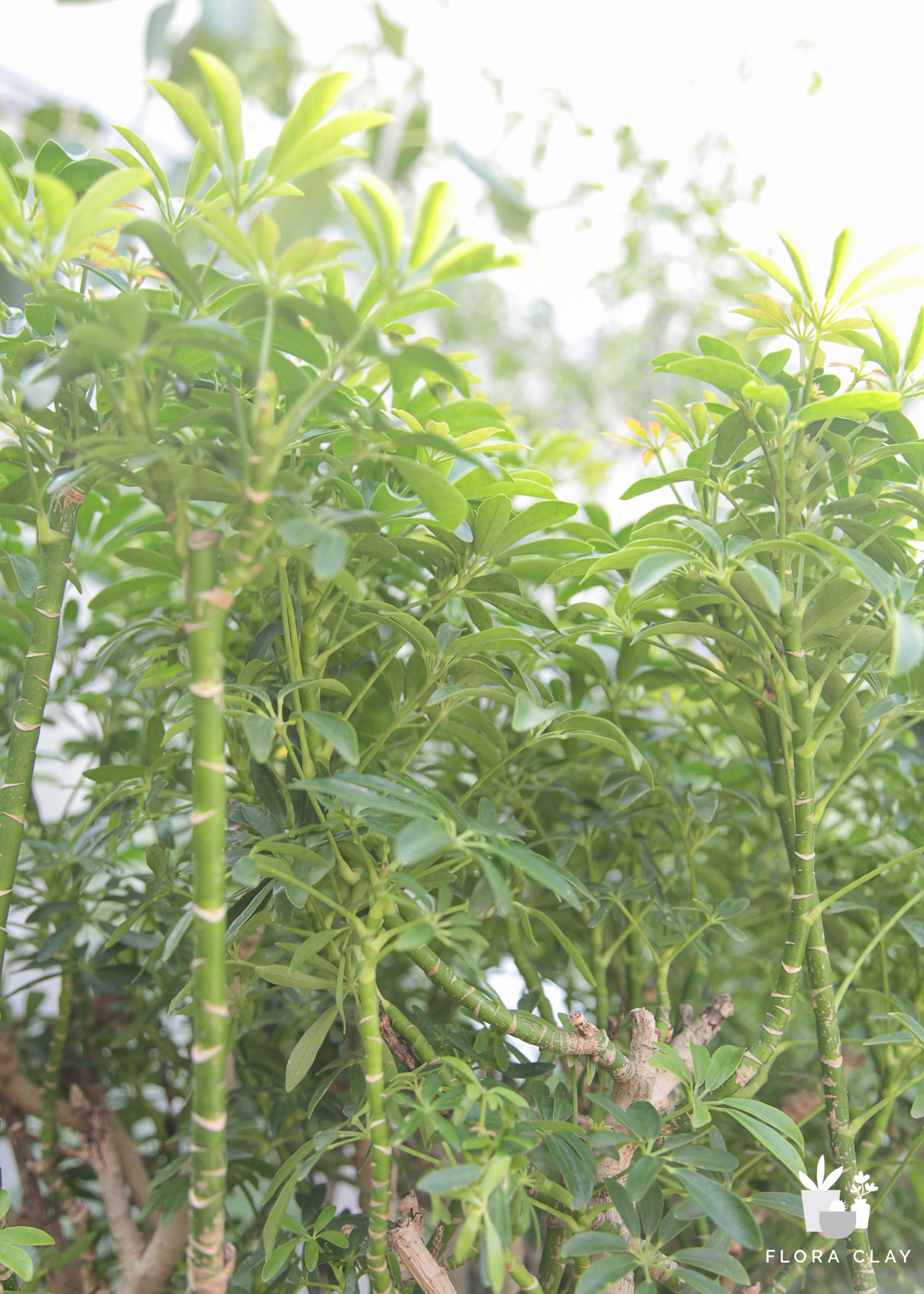 Umbrella Plant