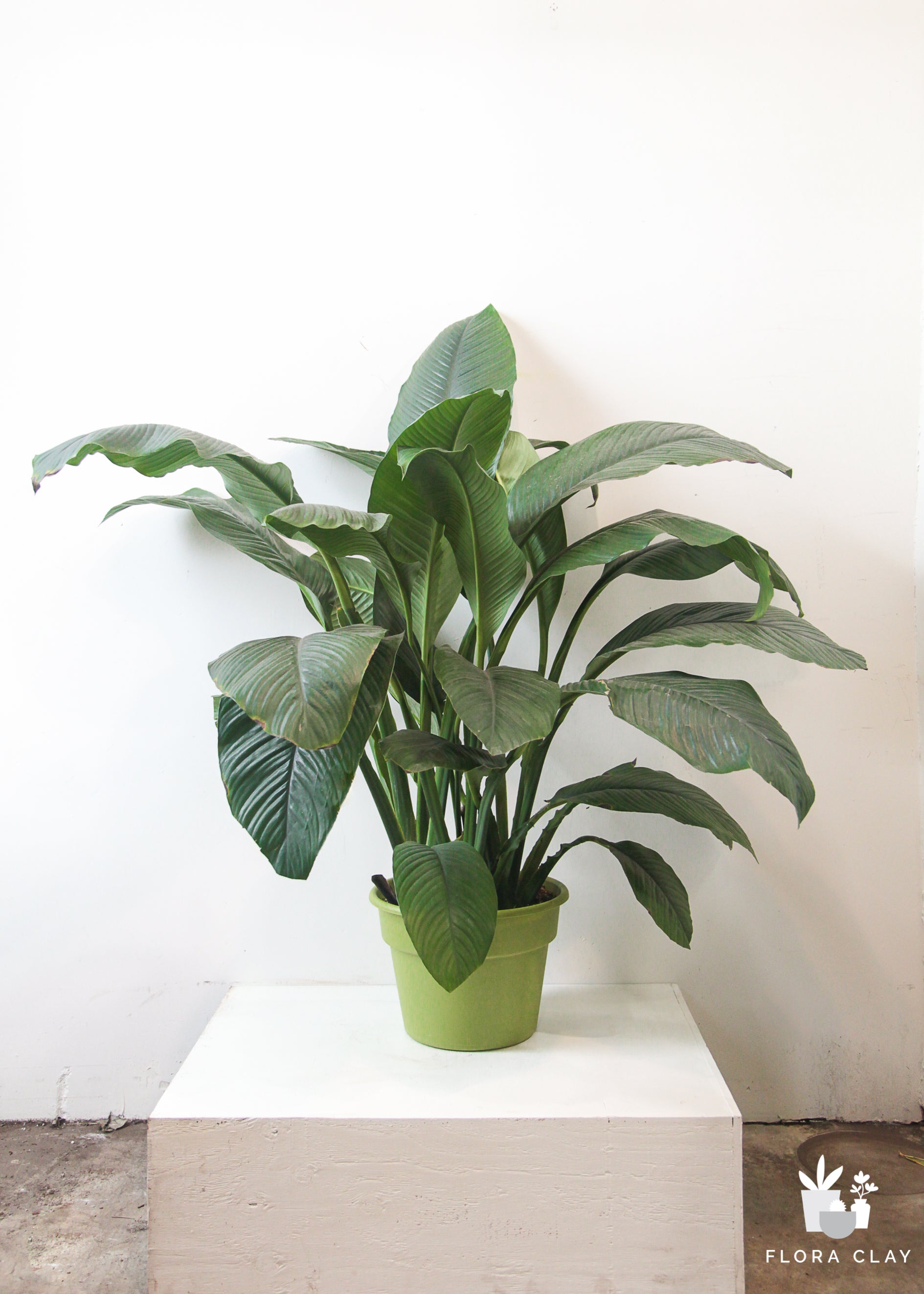 10" Pot Spathiphyllum Sensation