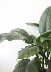 10" Pot Spathiphyllum Sensation
