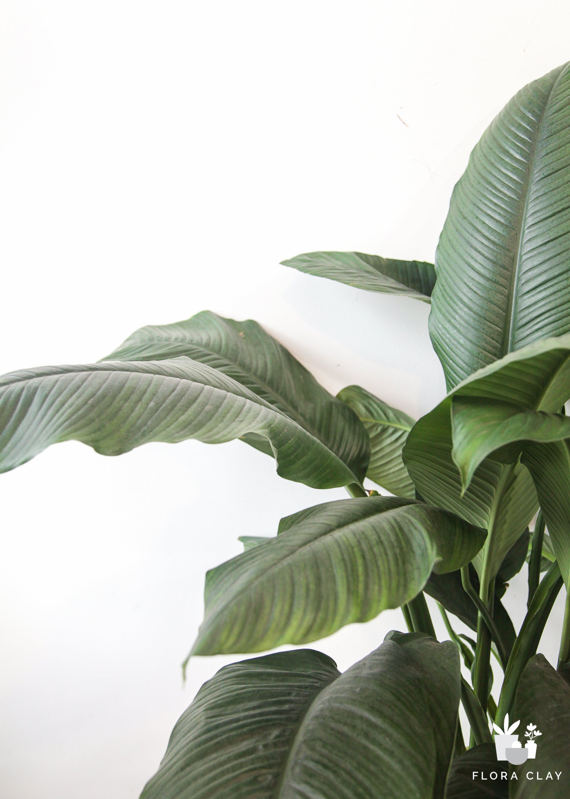 10" Pot Spathiphyllum Sensation