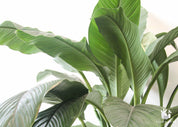 10" Pot Spathiphyllum Sensation