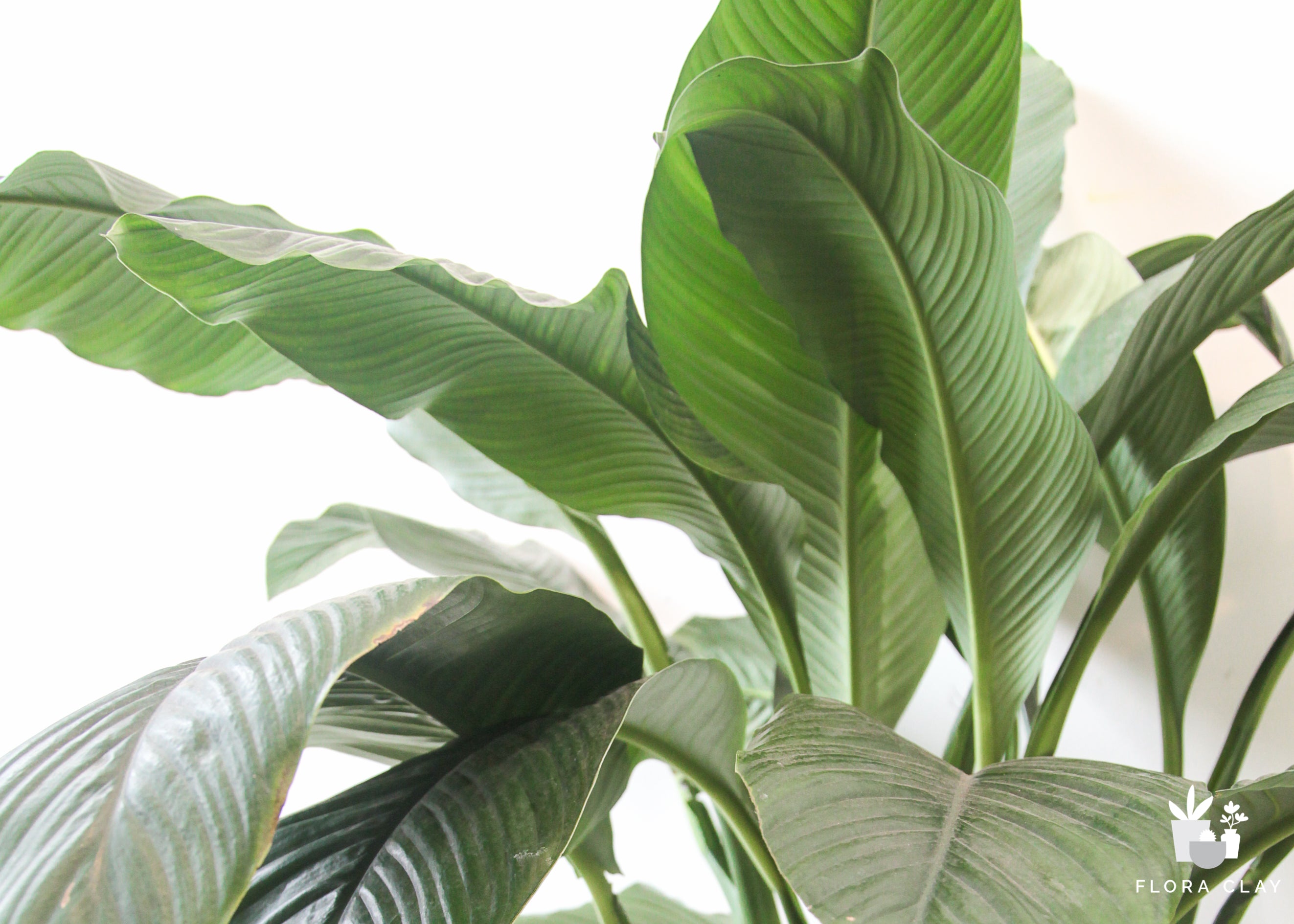 10" Pot Spathiphyllum Sensation