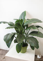 10" Pot Spathiphyllum Sensation