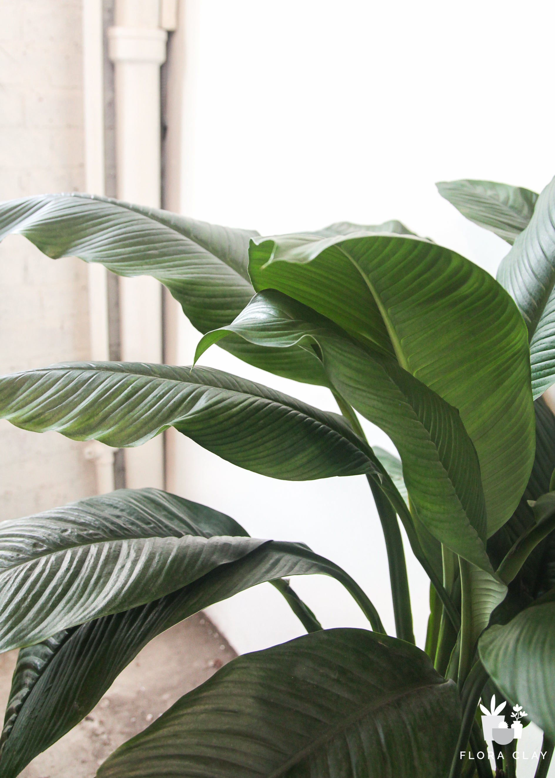 10" Pot Spathiphyllum Sensation