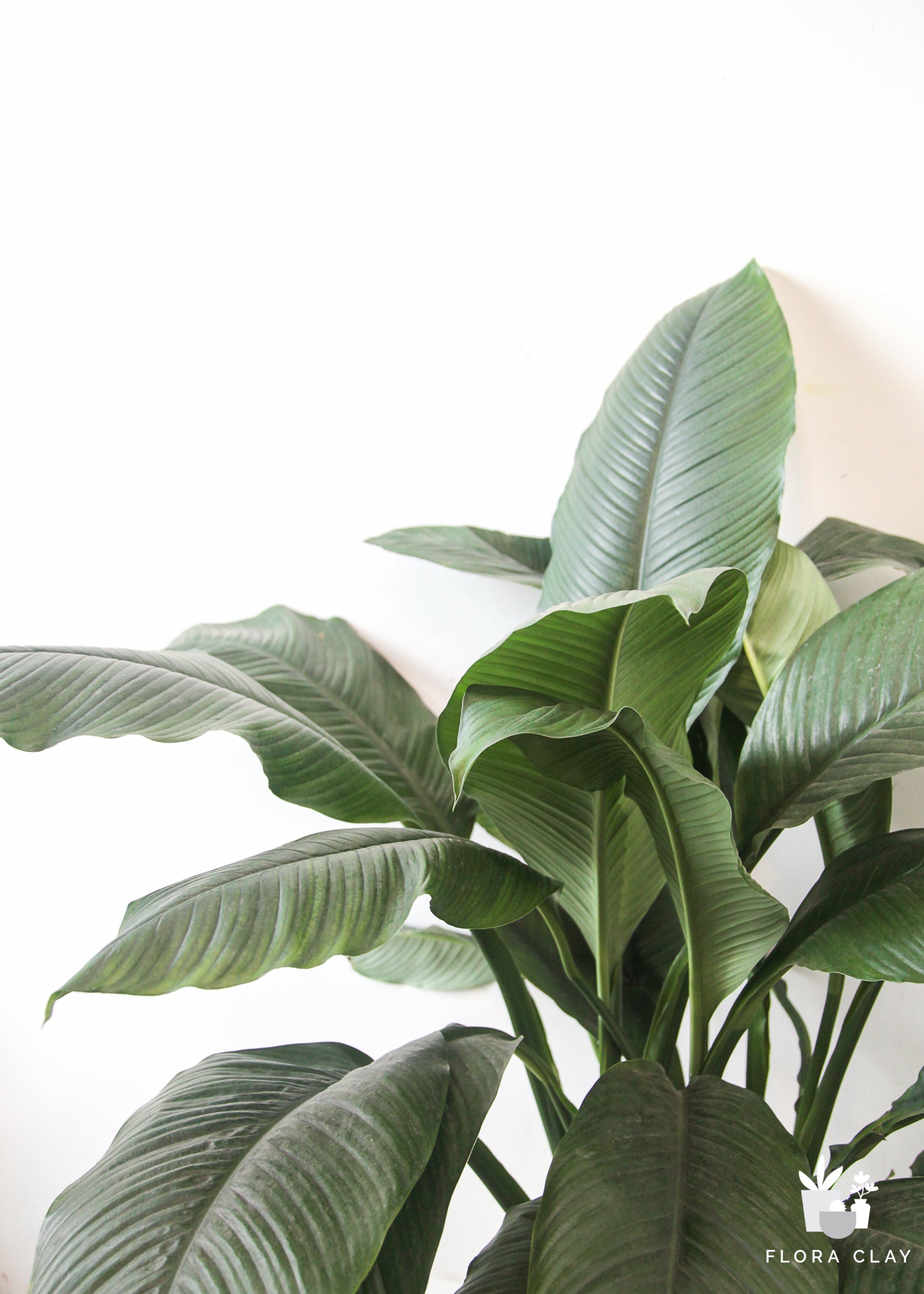 10" Pot Spathiphyllum Sensation