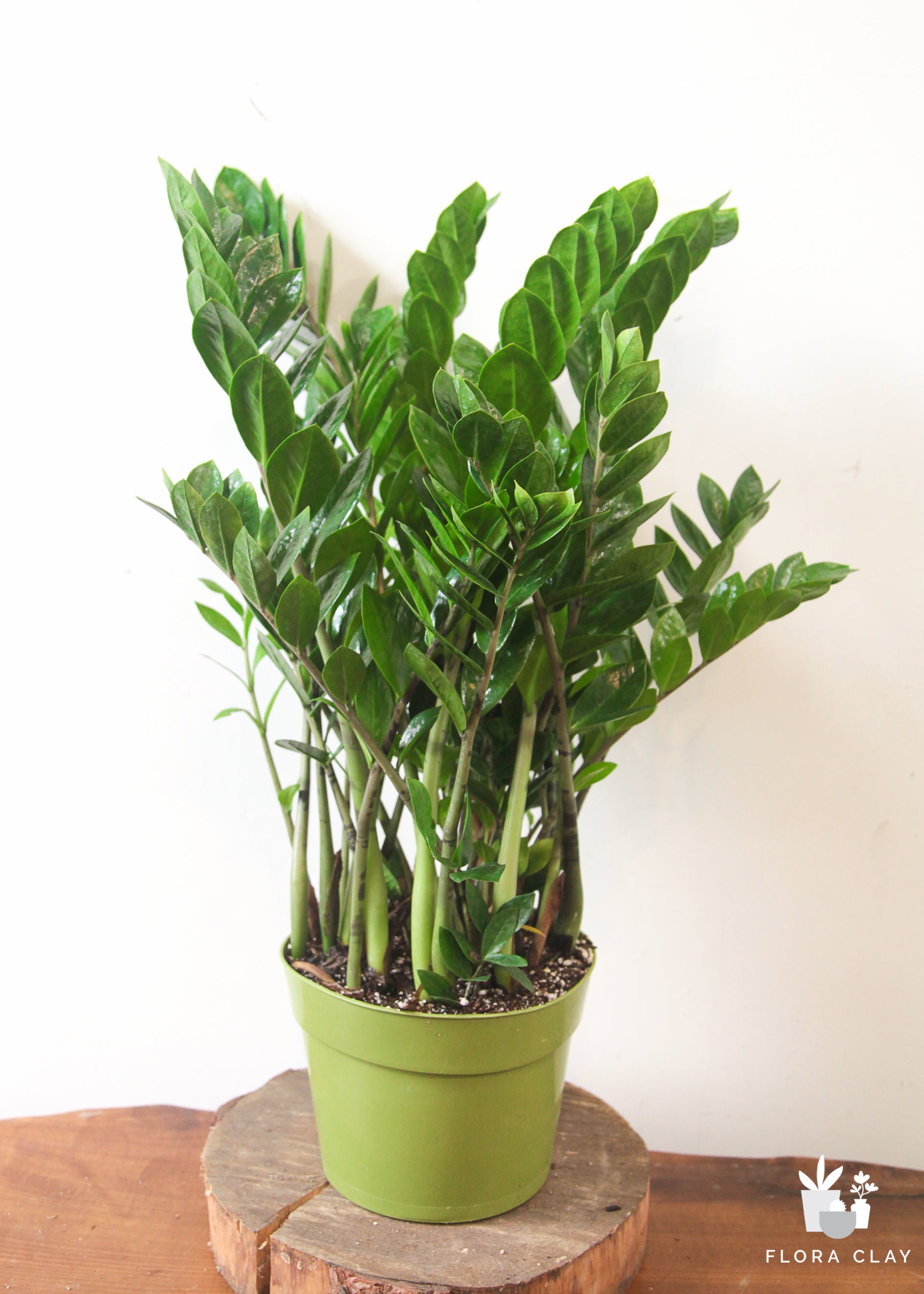 ZZ Plant Potted In Elegant Rondo Red Planter