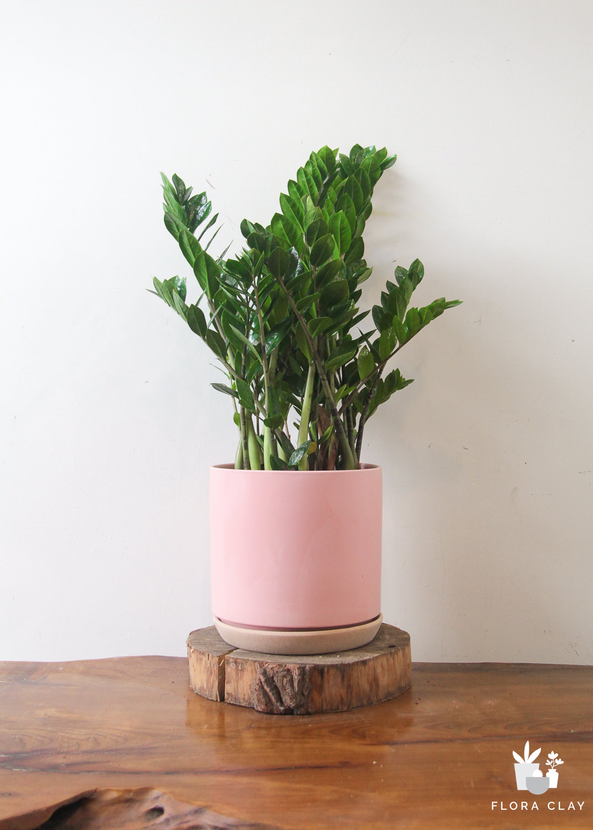 large pink pot plant Large ZZ Plant