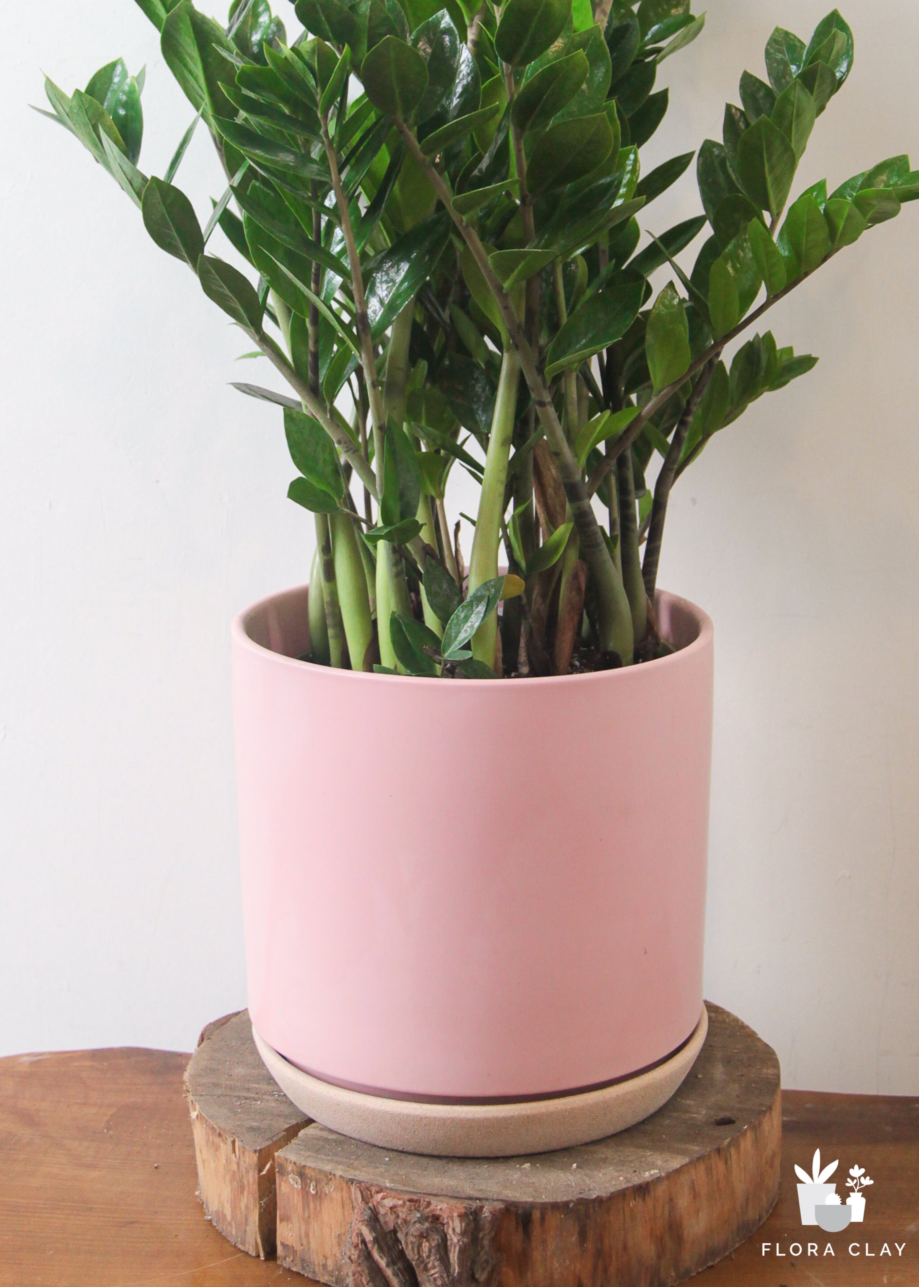 ZZ Plant Potted In Elegant Rondo Red Planter