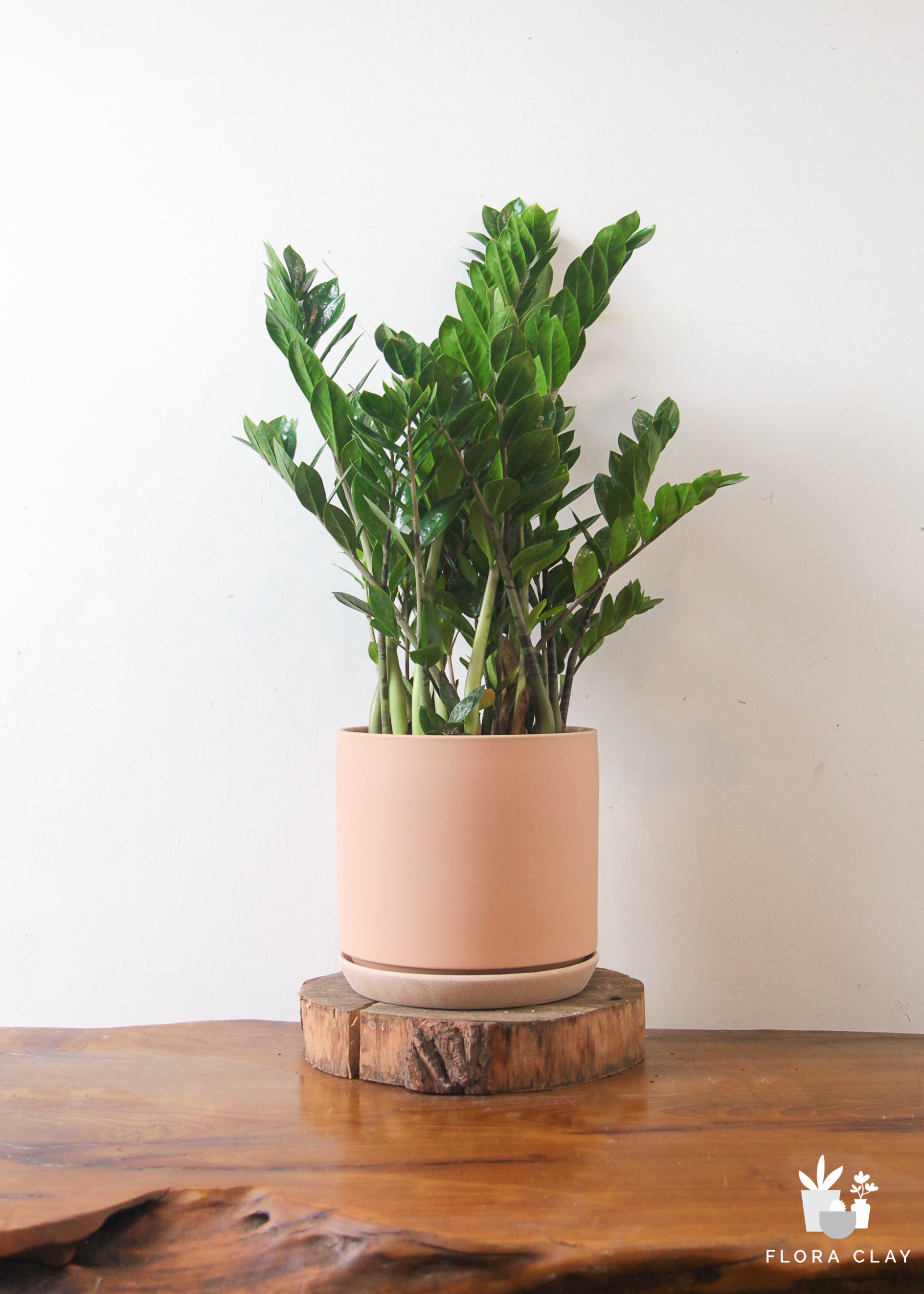 Large ZZ Plant