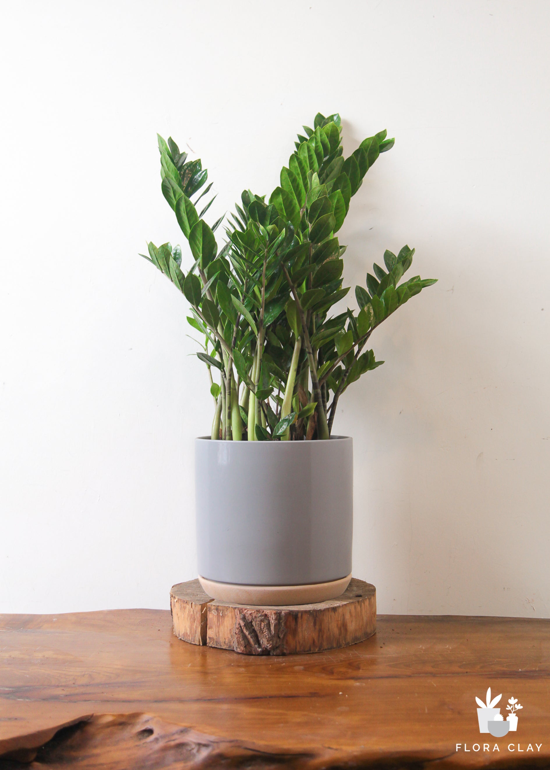 small zz plant in coconut eco pot Large ZZ Plant