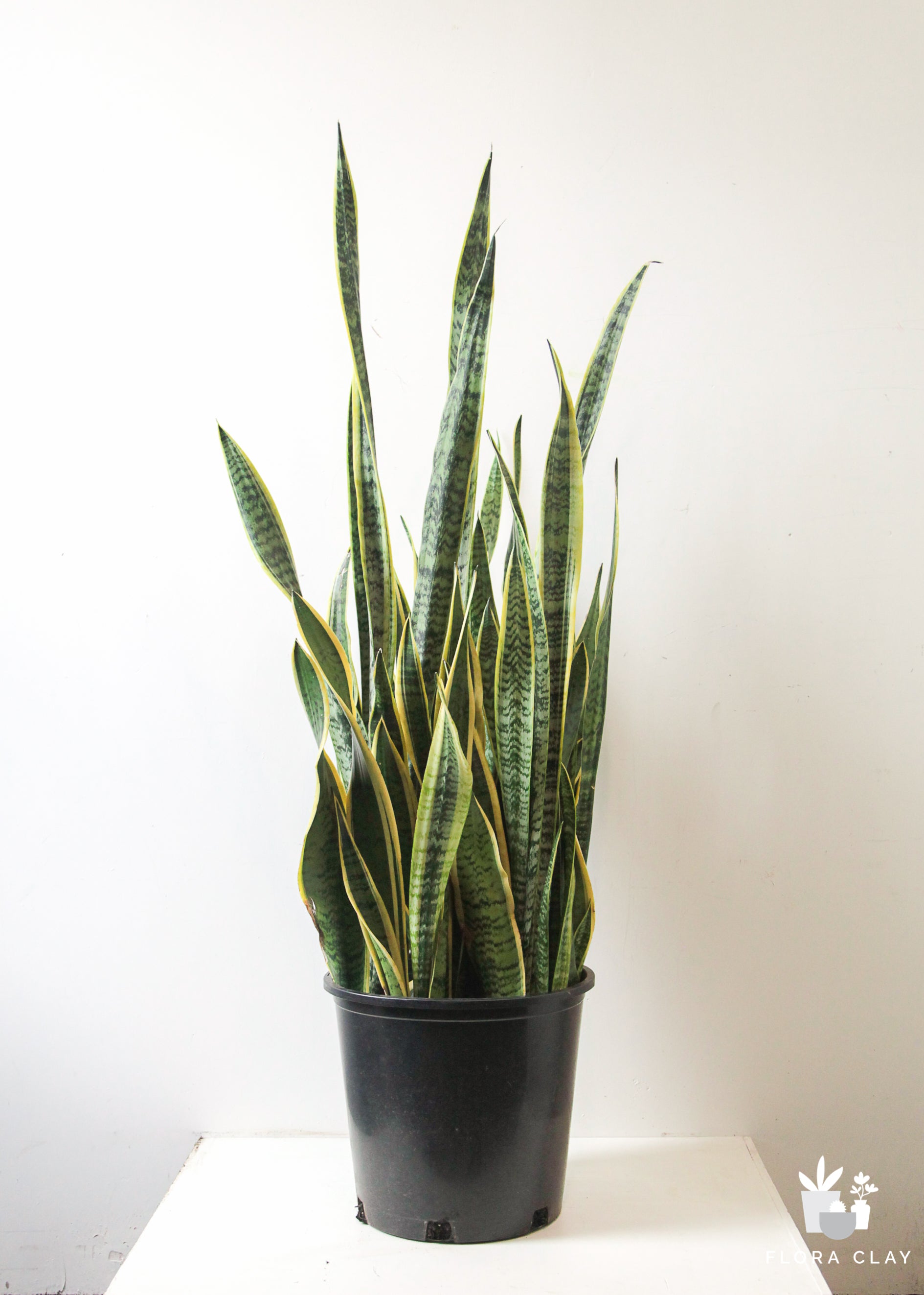 Sansevieria Snake Plant