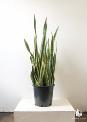 Sansevieria Snake Plant