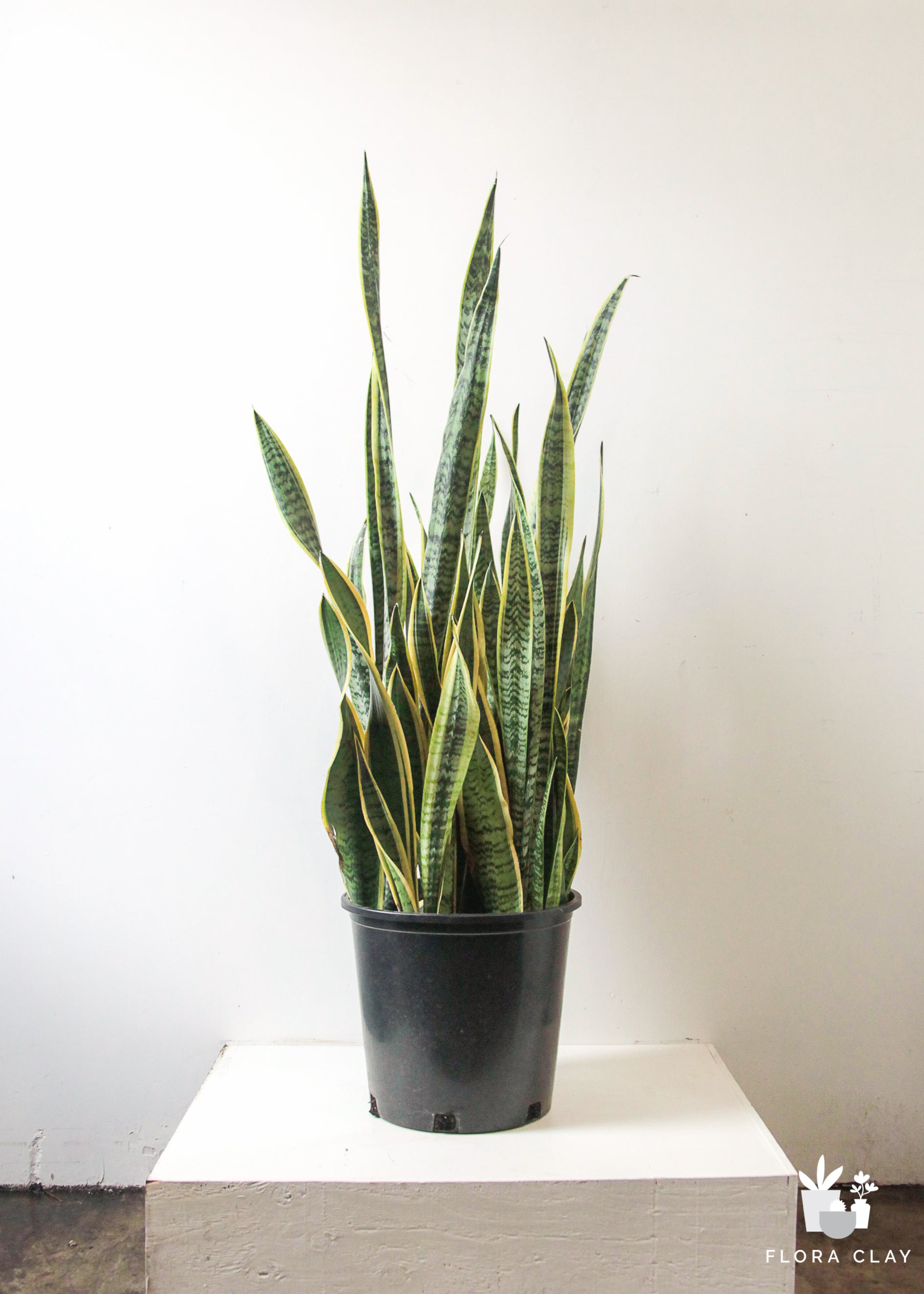 Sansevieria Snake Plant