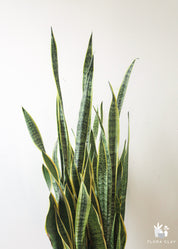 Sansevieria Snake Plant