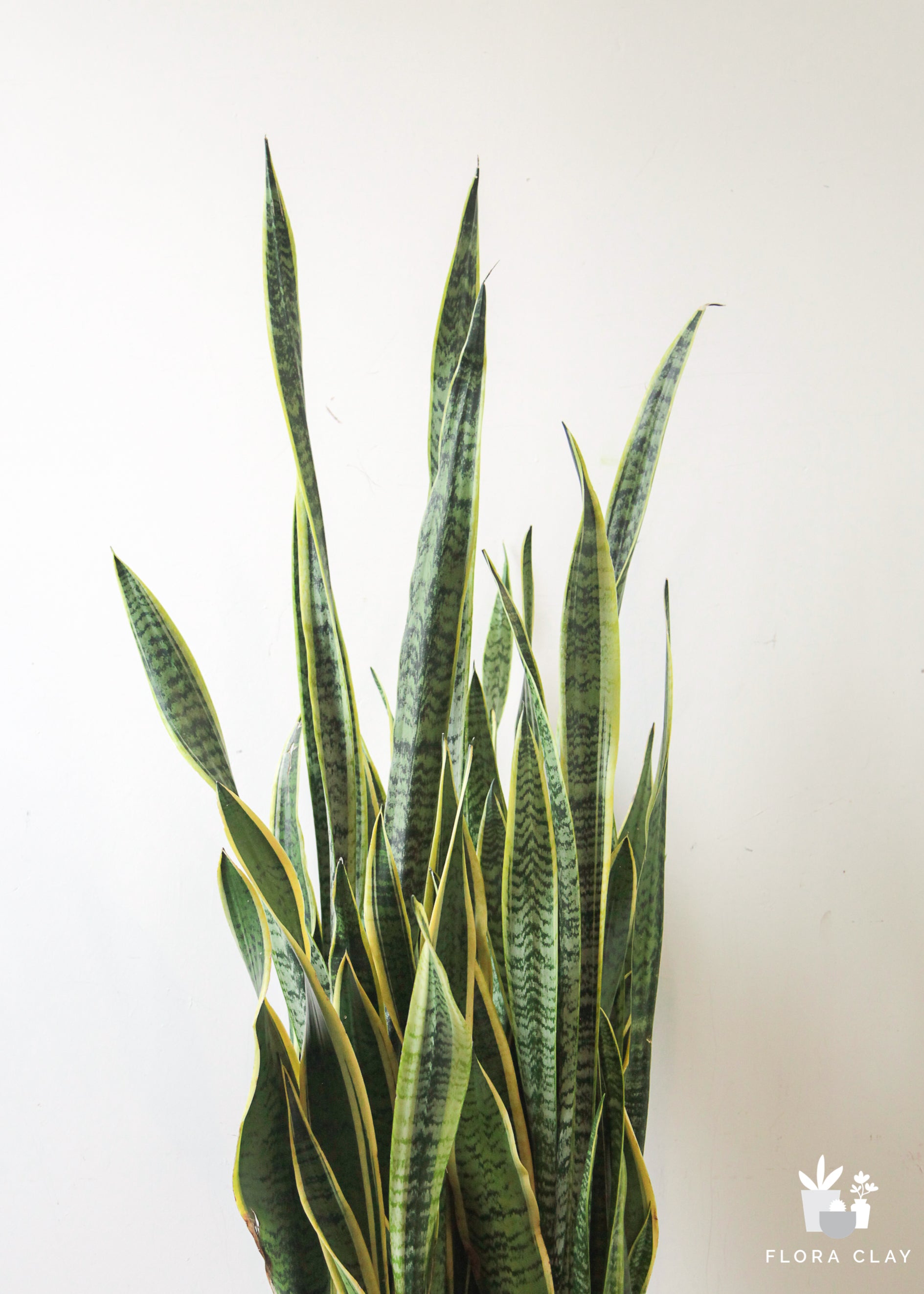 Sansevieria Snake Plant