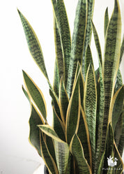 Sansevieria Snake Plant