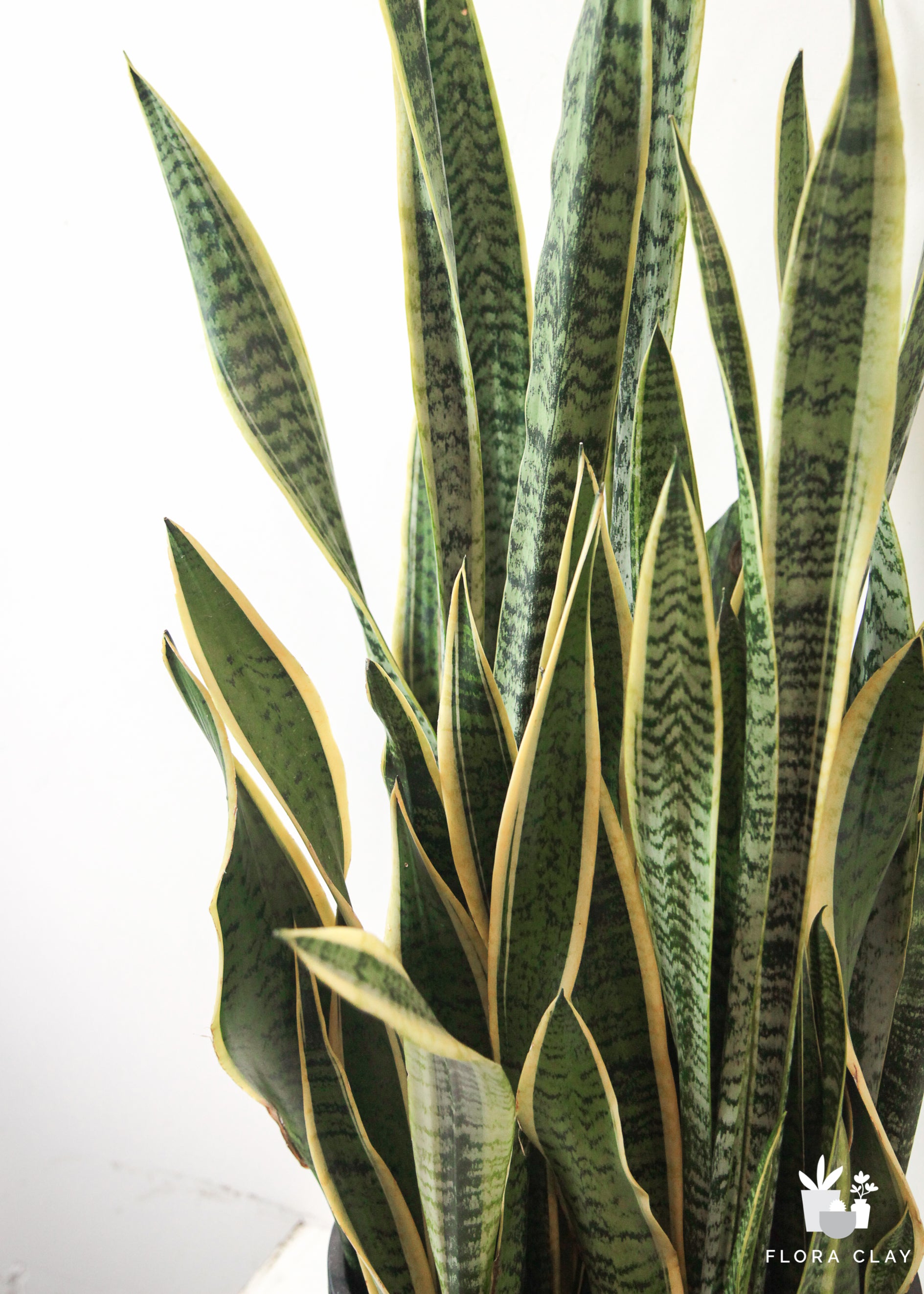 Sansevieria Snake Plant