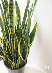 Sansevieria Snake Plant