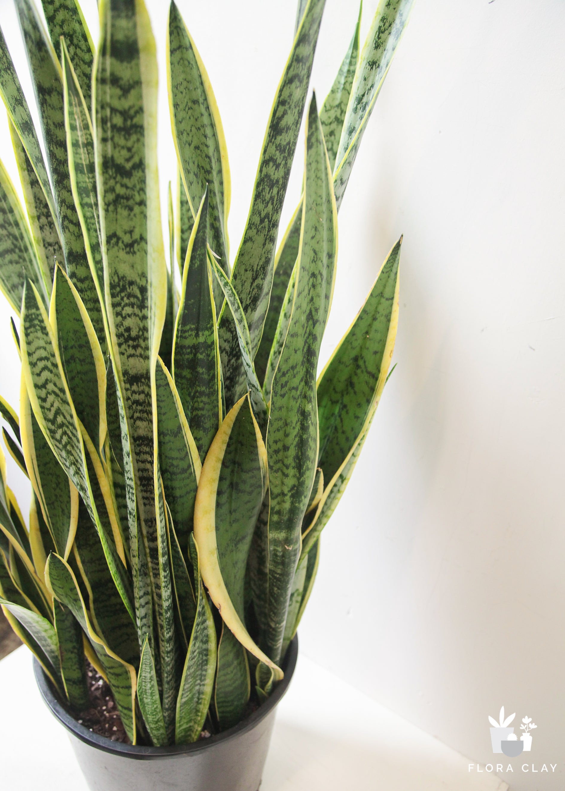 Sansevieria Snake Plant
