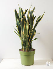 Sansevieria Snake Plant