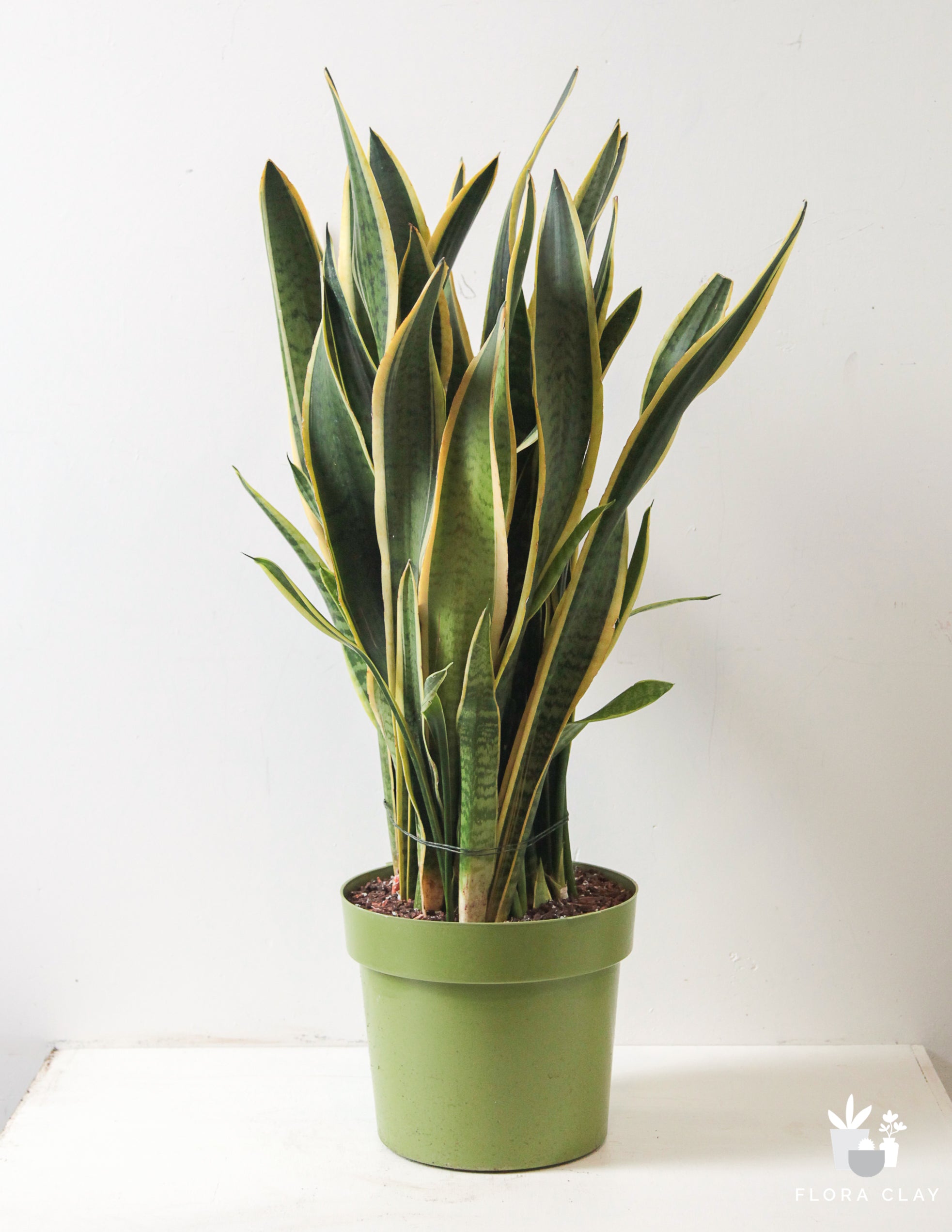 Sansevieria Snake Plant