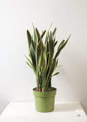 Sansevieria Snake Plant