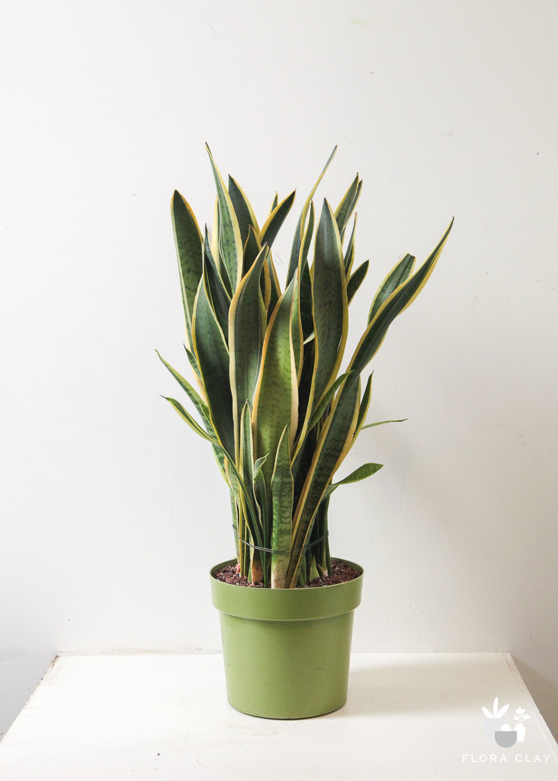Sansevieria Snake Plant
