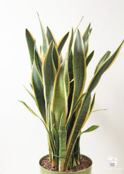 Sansevieria Snake Plant