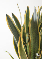 Sansevieria Snake Plant