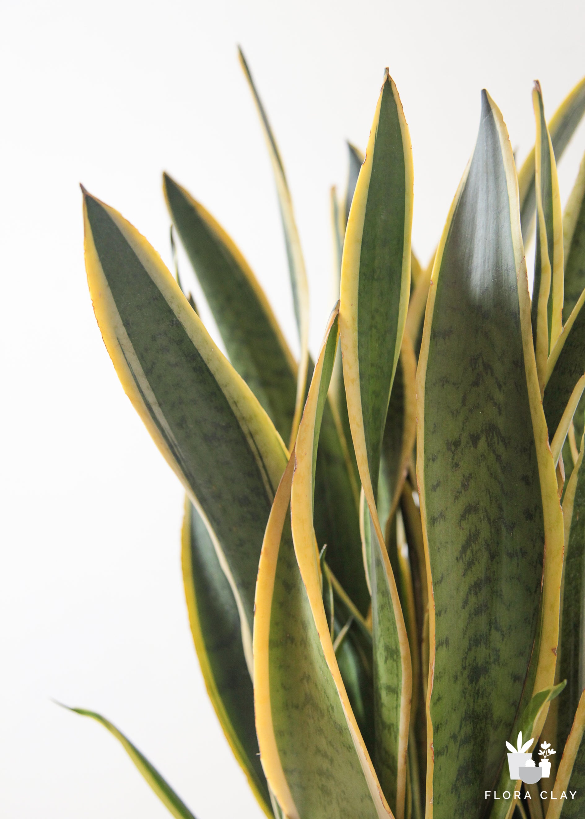 Sansevieria Snake Plant