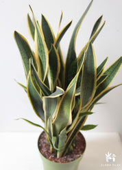Sansevieria Snake Plant