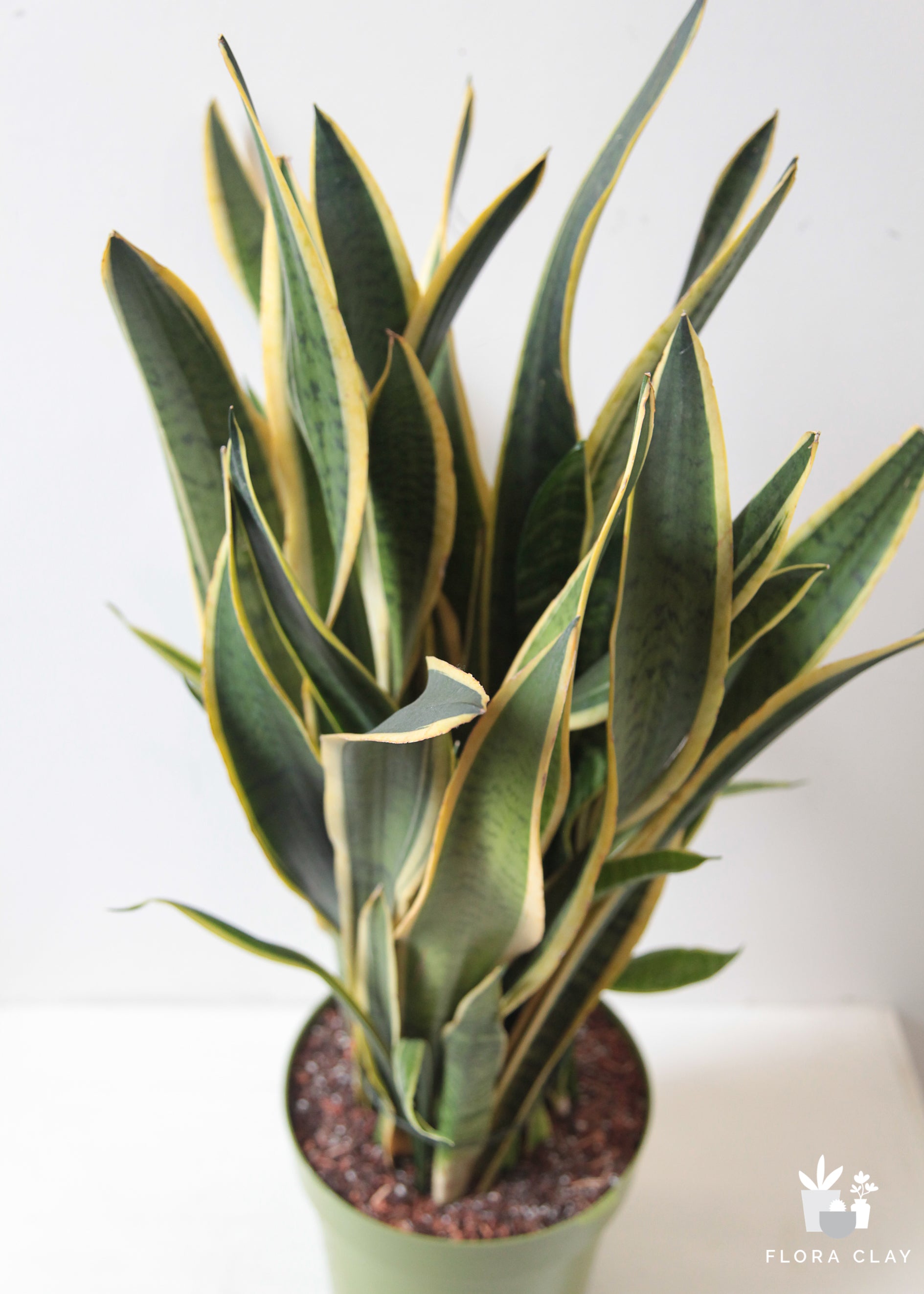 Sansevieria Snake Plant