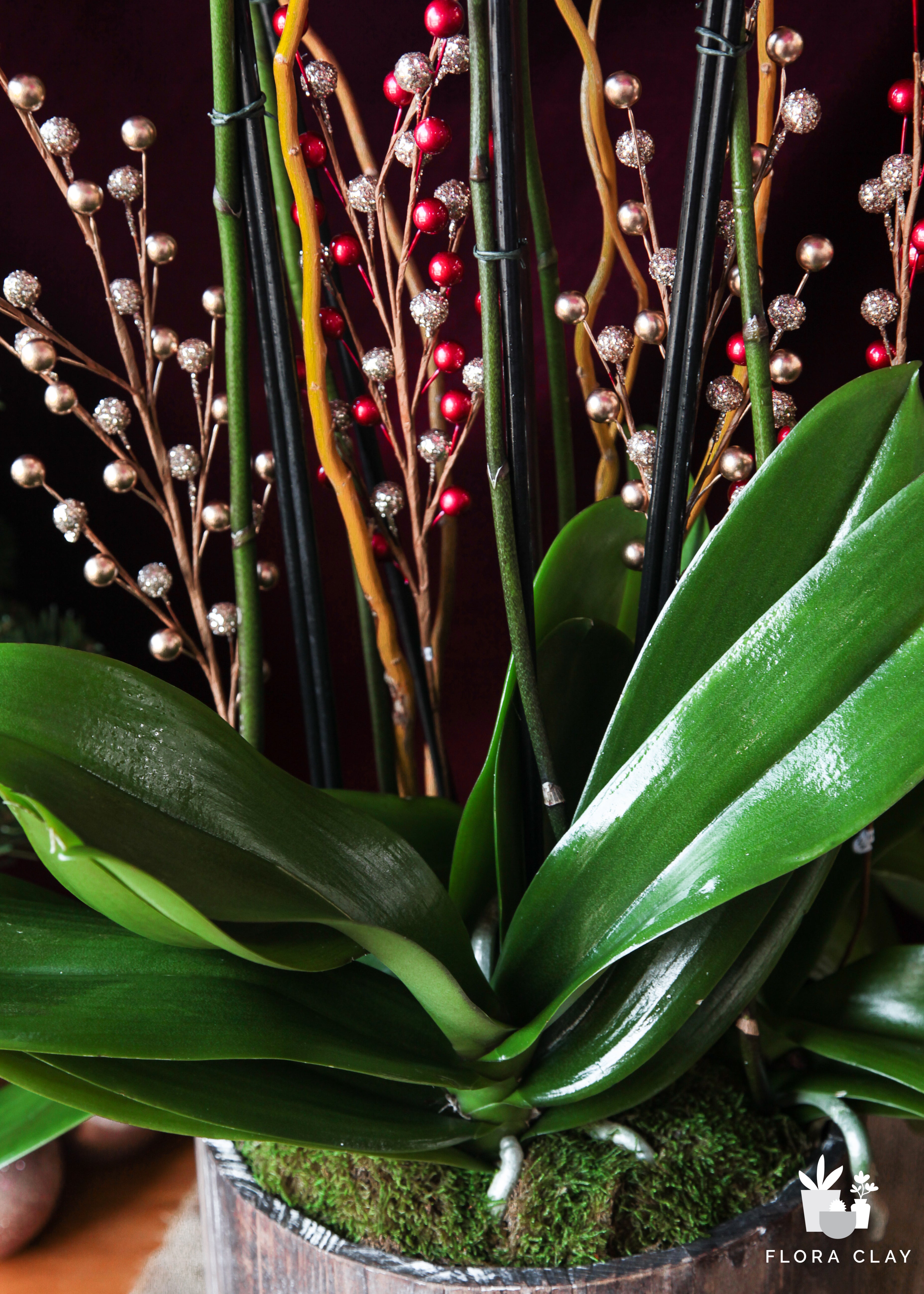 Daisy Ave Orchid Flower Arrangement | Flora Clay