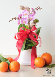 Joyful Year Orchid Arrangement in a White Pot