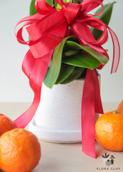 Joyful Year Orchid Arrangement in a White Pot