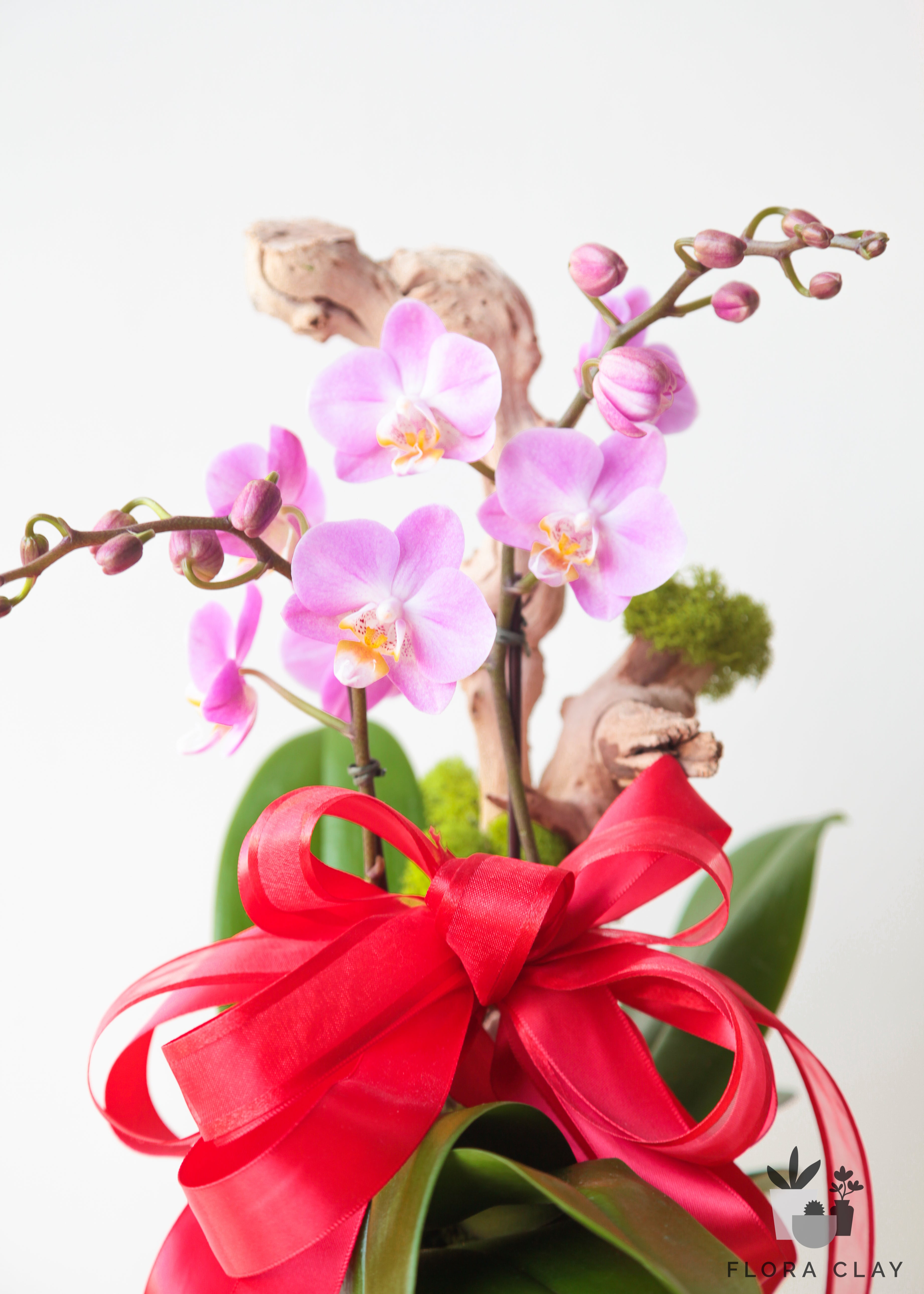 Joyful Year Orchid Arrangement in a White Pot