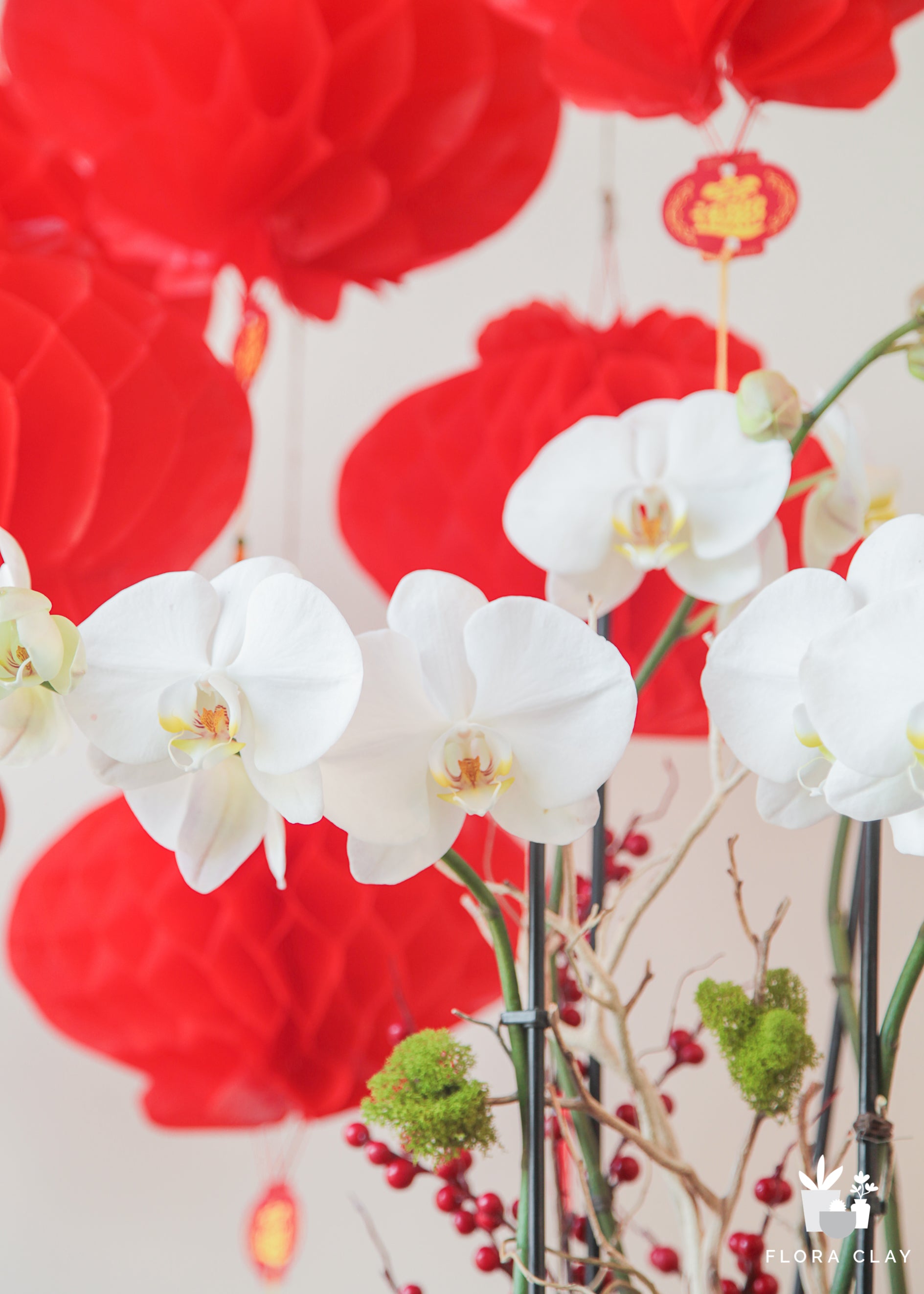 Lucky One Orchid Arrangement in a White Pot