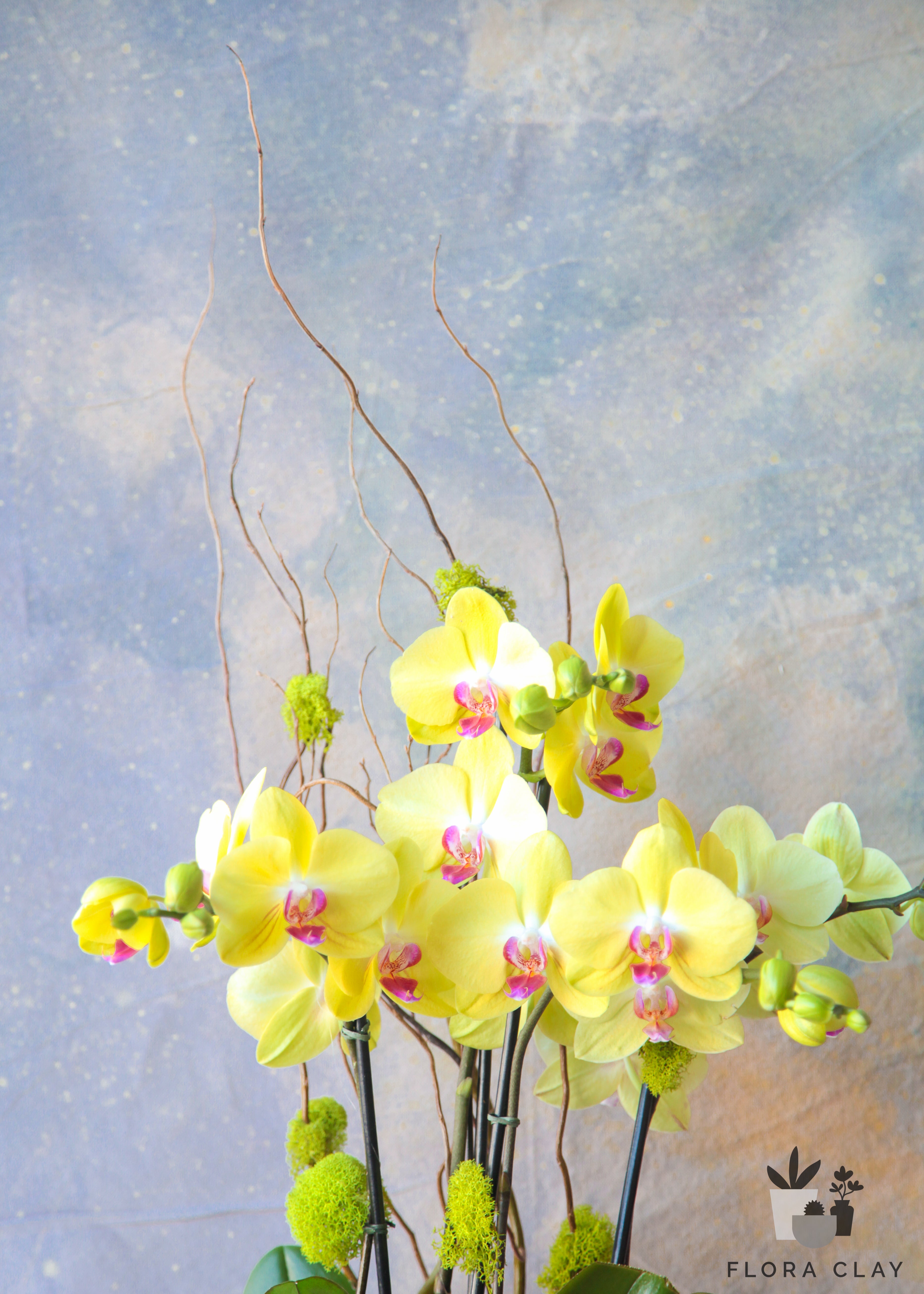 Macaroon-Orchid-Arrangement-Floraclay3.jpg