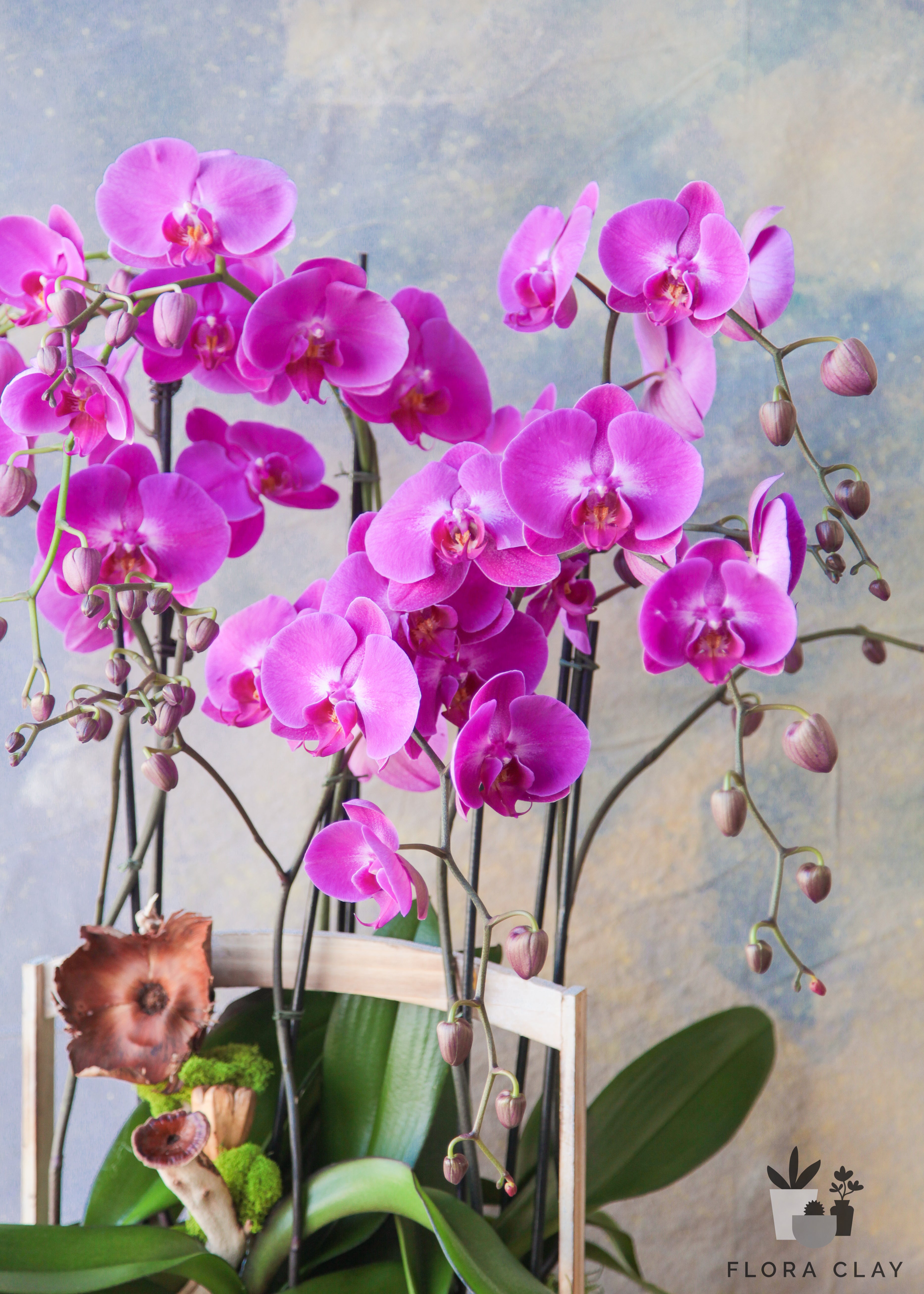 Magenta-Orchid-Arrangement-Floraclay2.jpg