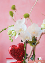 Marshmallow White Orchid Arrangement