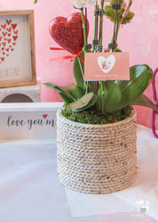 Marshmallow White Orchid Arrangement