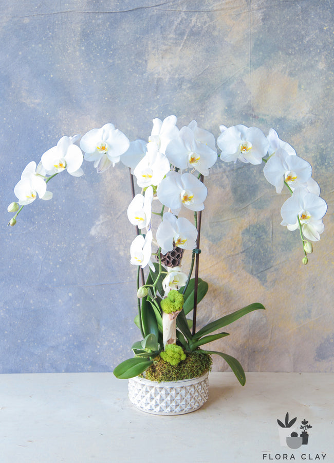 Milky Way white orchid arrangement by Flora Clay