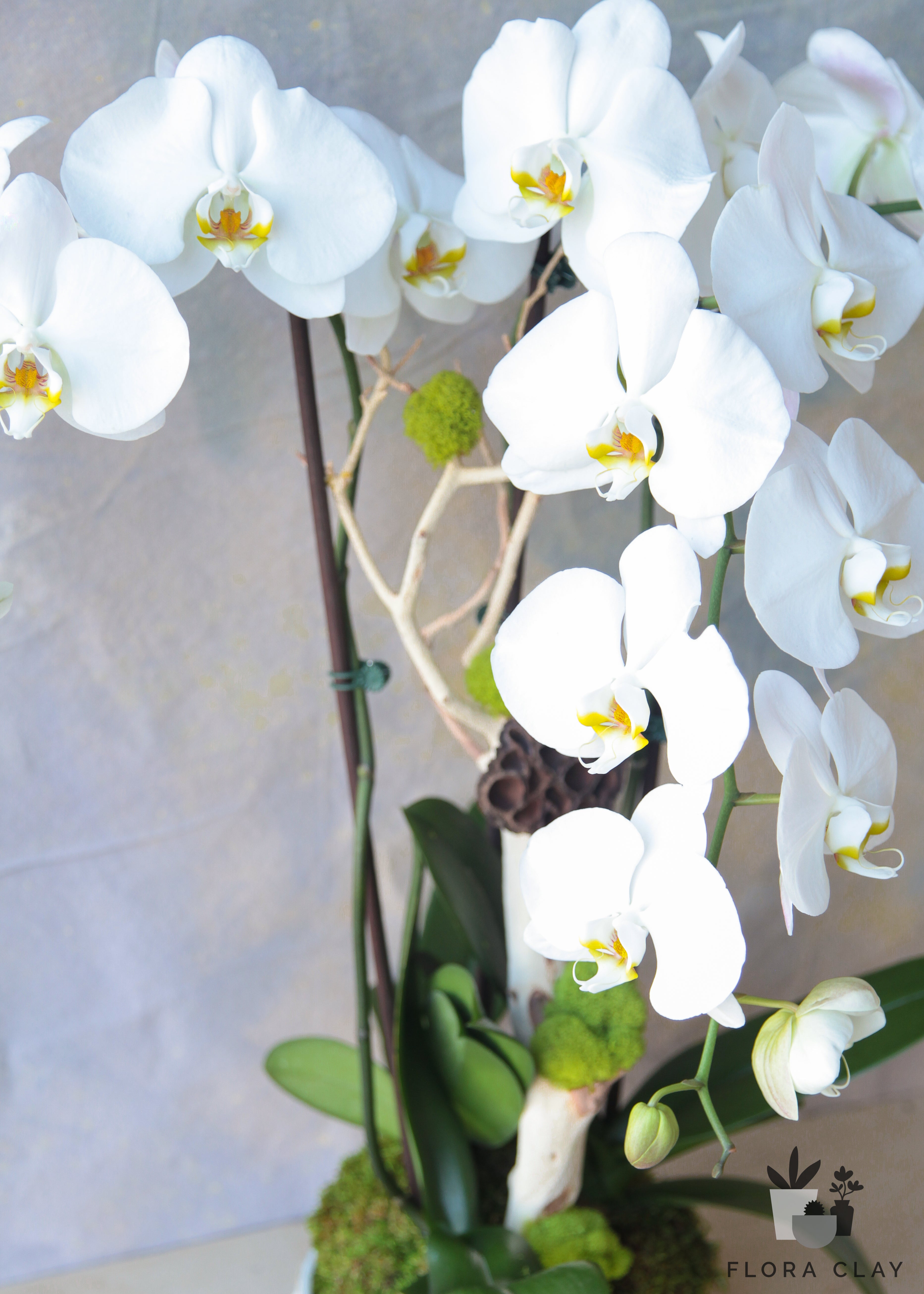 Milky-Way-Orchid-Arrangement-Floraclay2.jpg