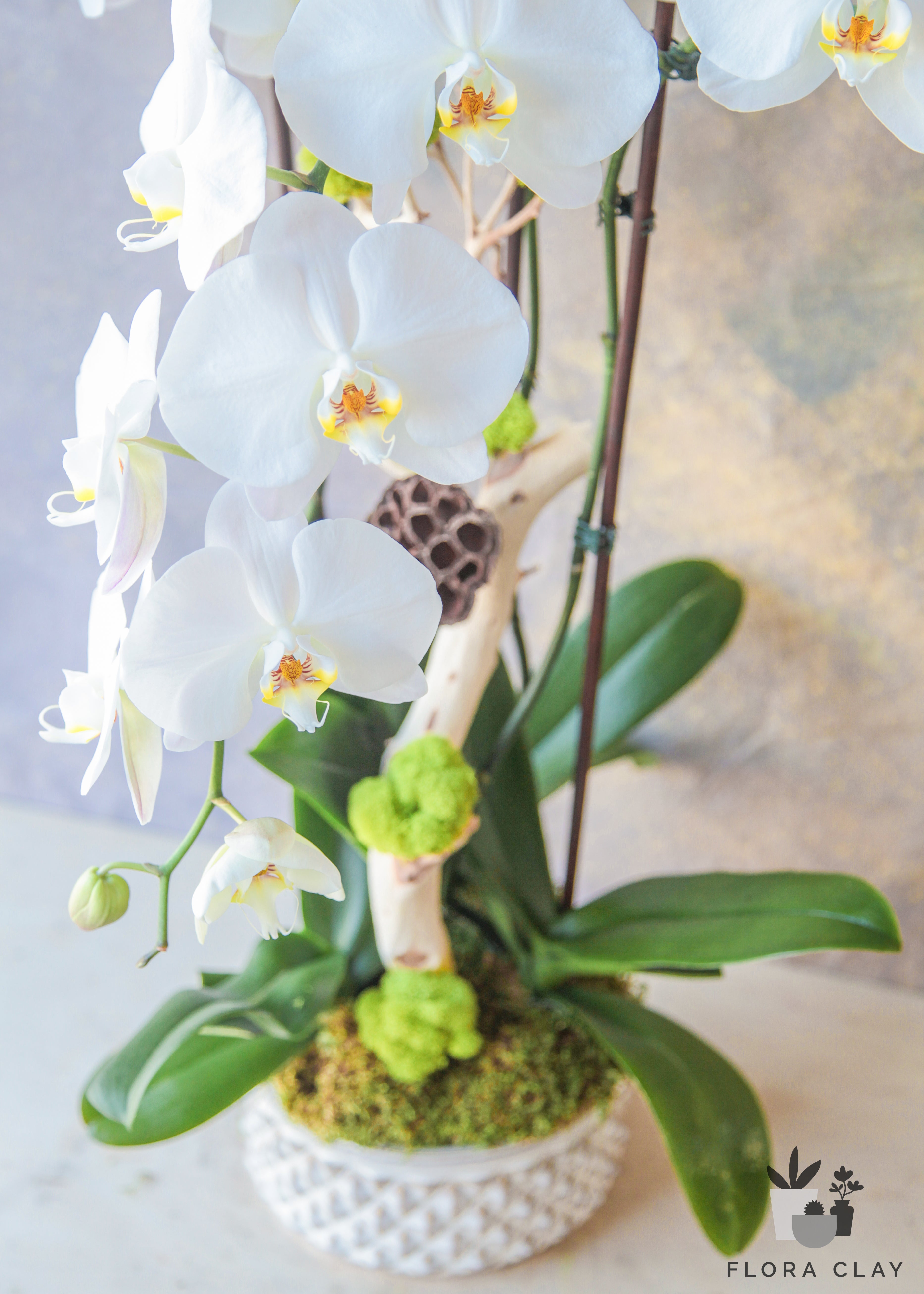 Milky Way | Orchid Arrangements – FLORA CLAY
