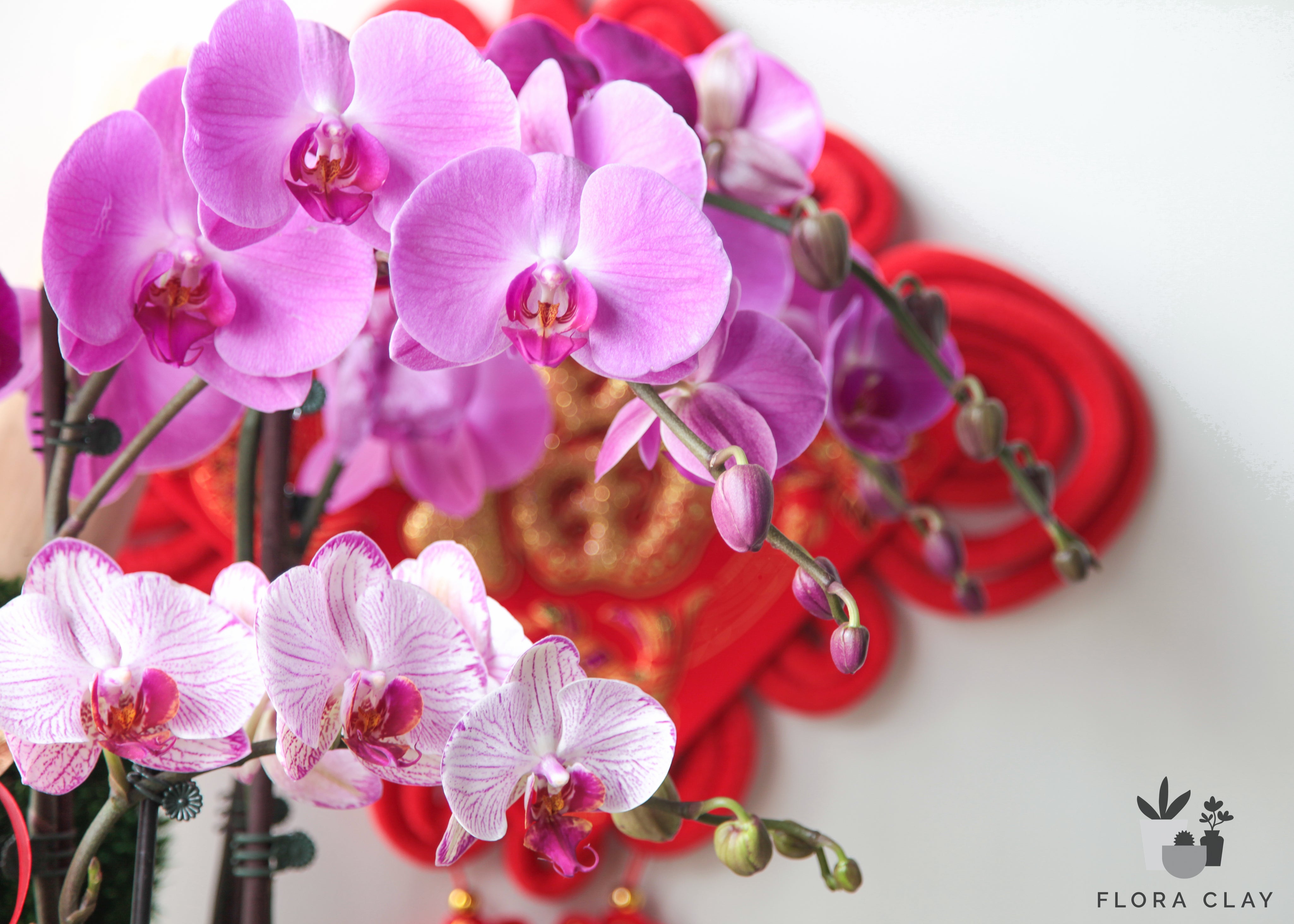 New Year Wishes Orchid Arrangement in a White Pot