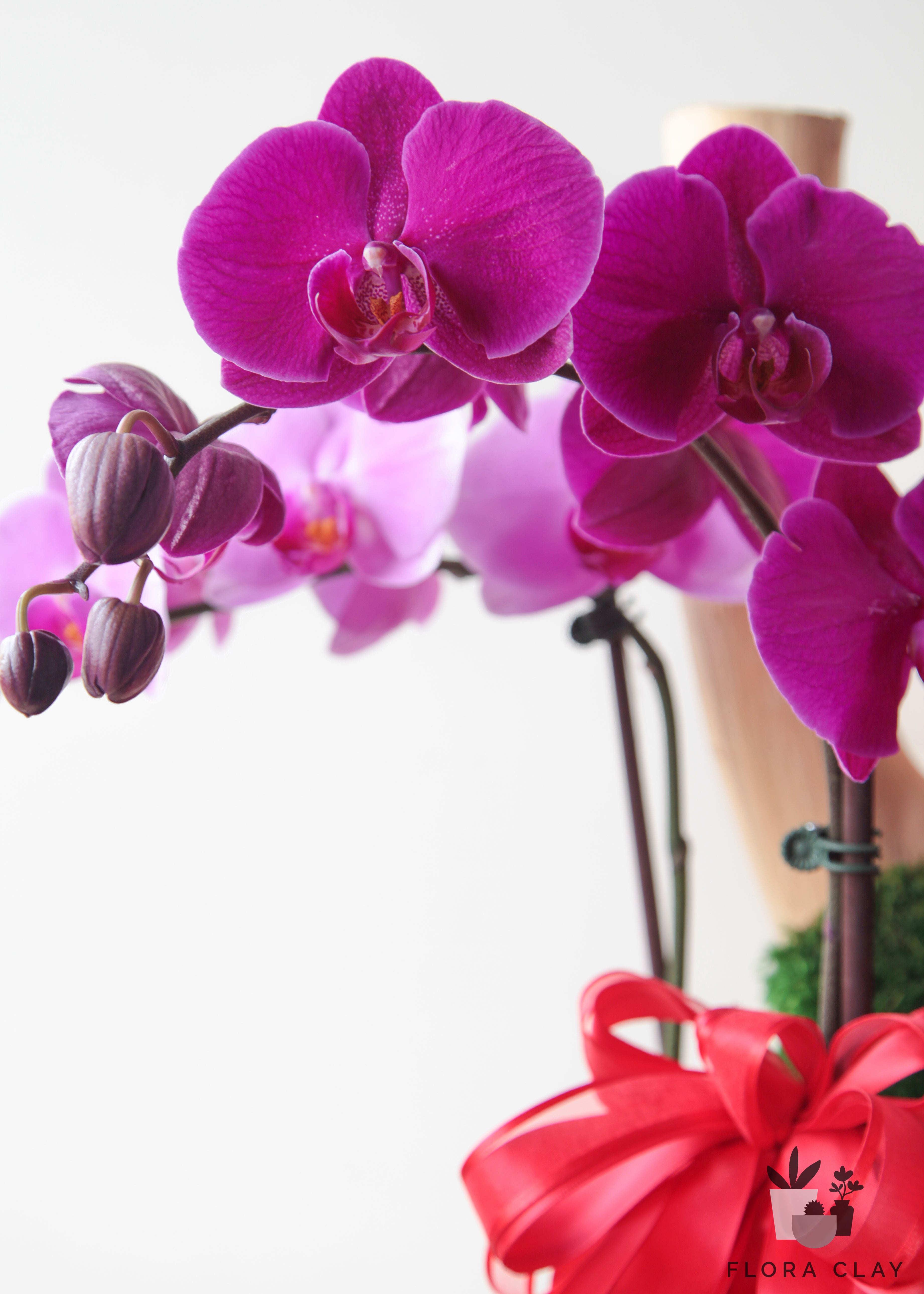 New Year Wishes Orchid Arrangement in a White Pot