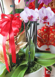 New Year Wishes Orchid Arrangement in a White Pot