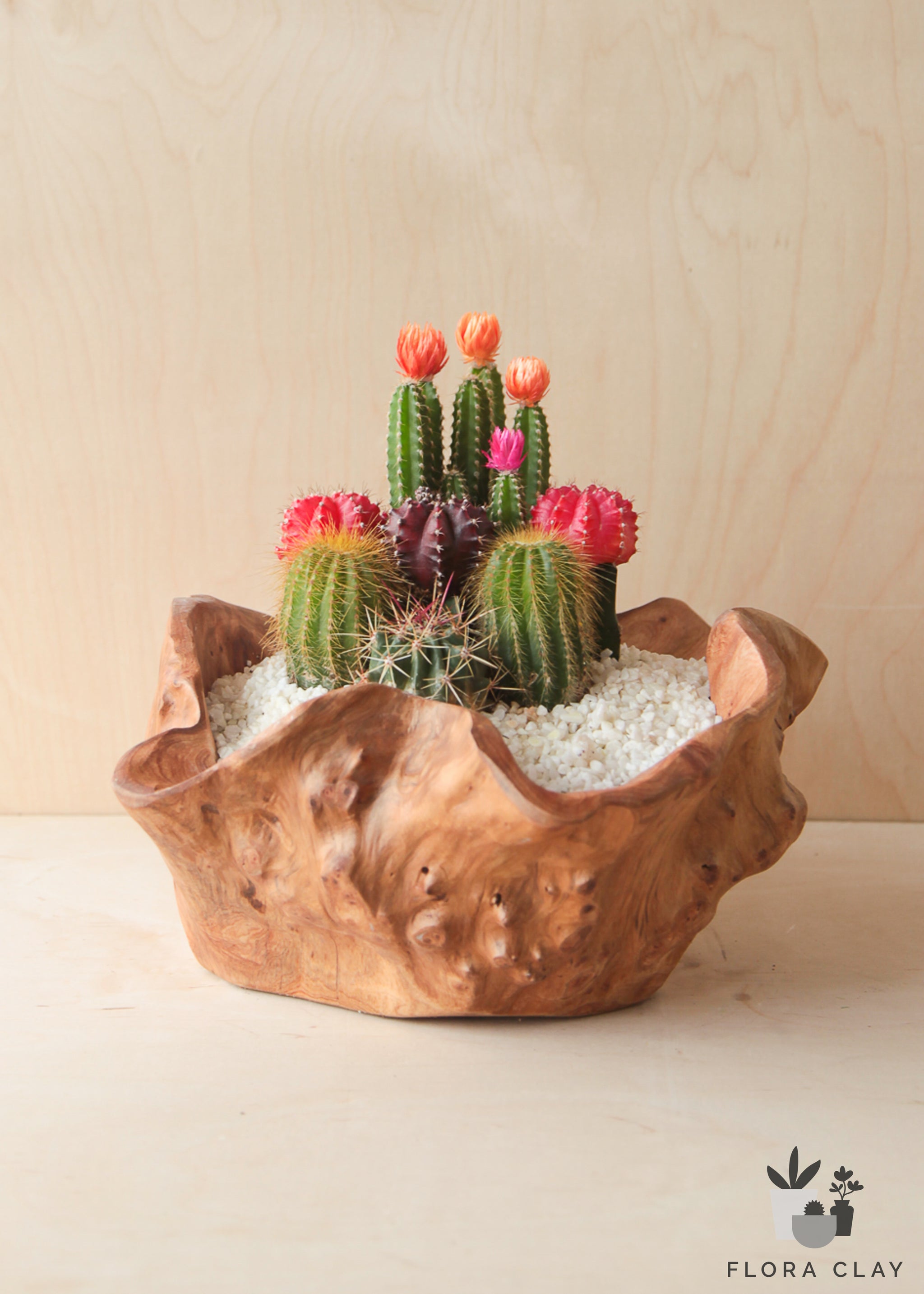oasis succulents Oasis