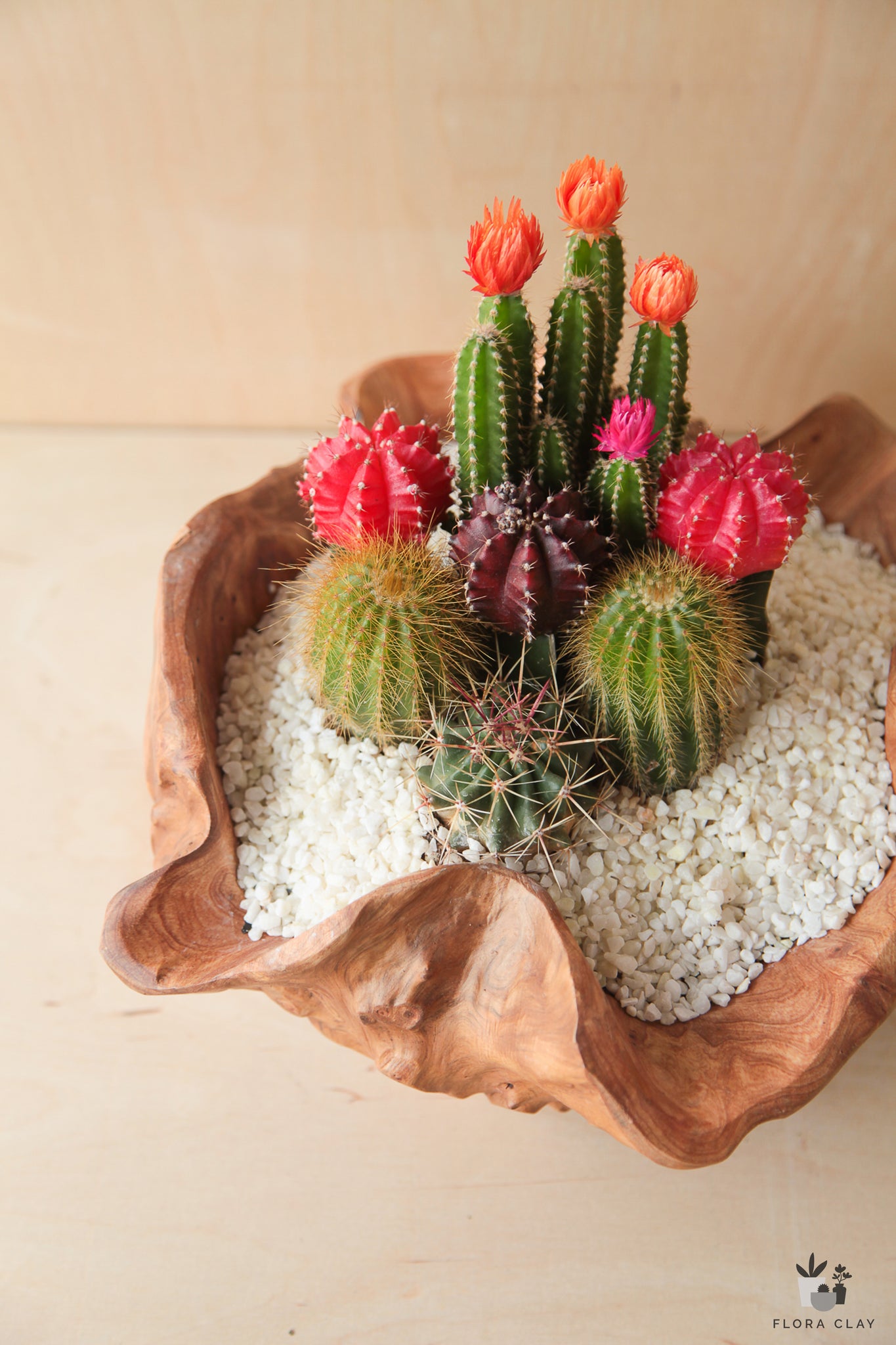 oasis for plant pots Oasis