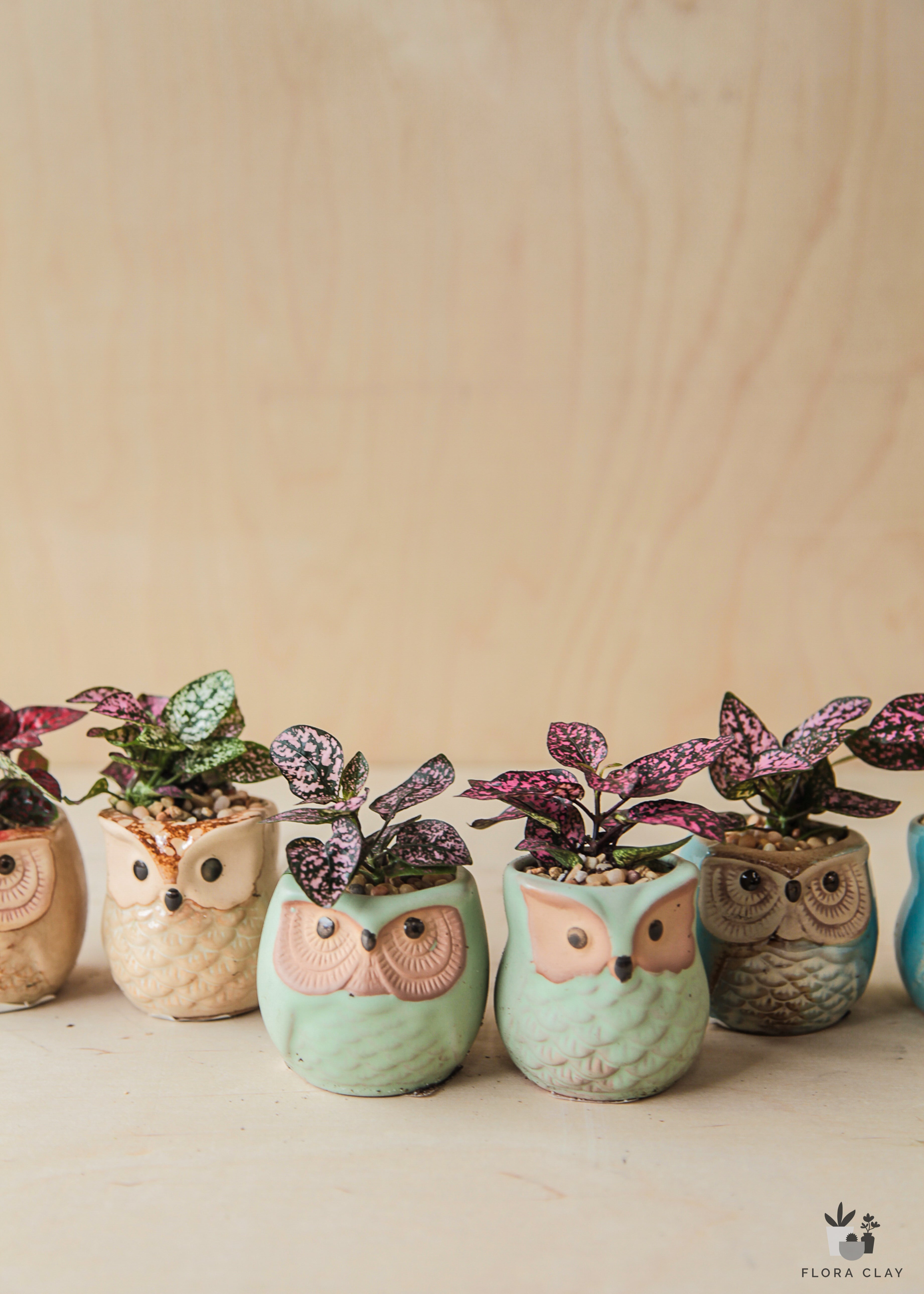 owl succulent pots The Owls